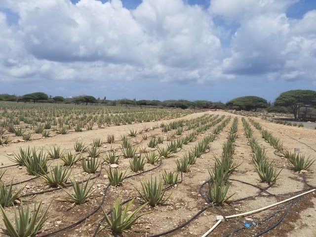 Aruba Aloe-museum